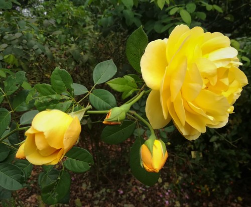Róża okrywowa żółta